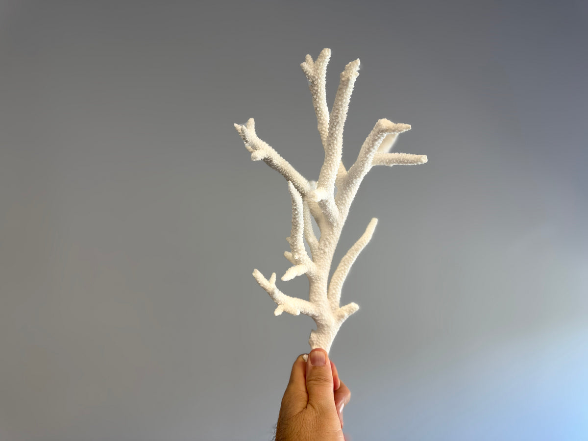 Coral - Elkhorn Display $249.99