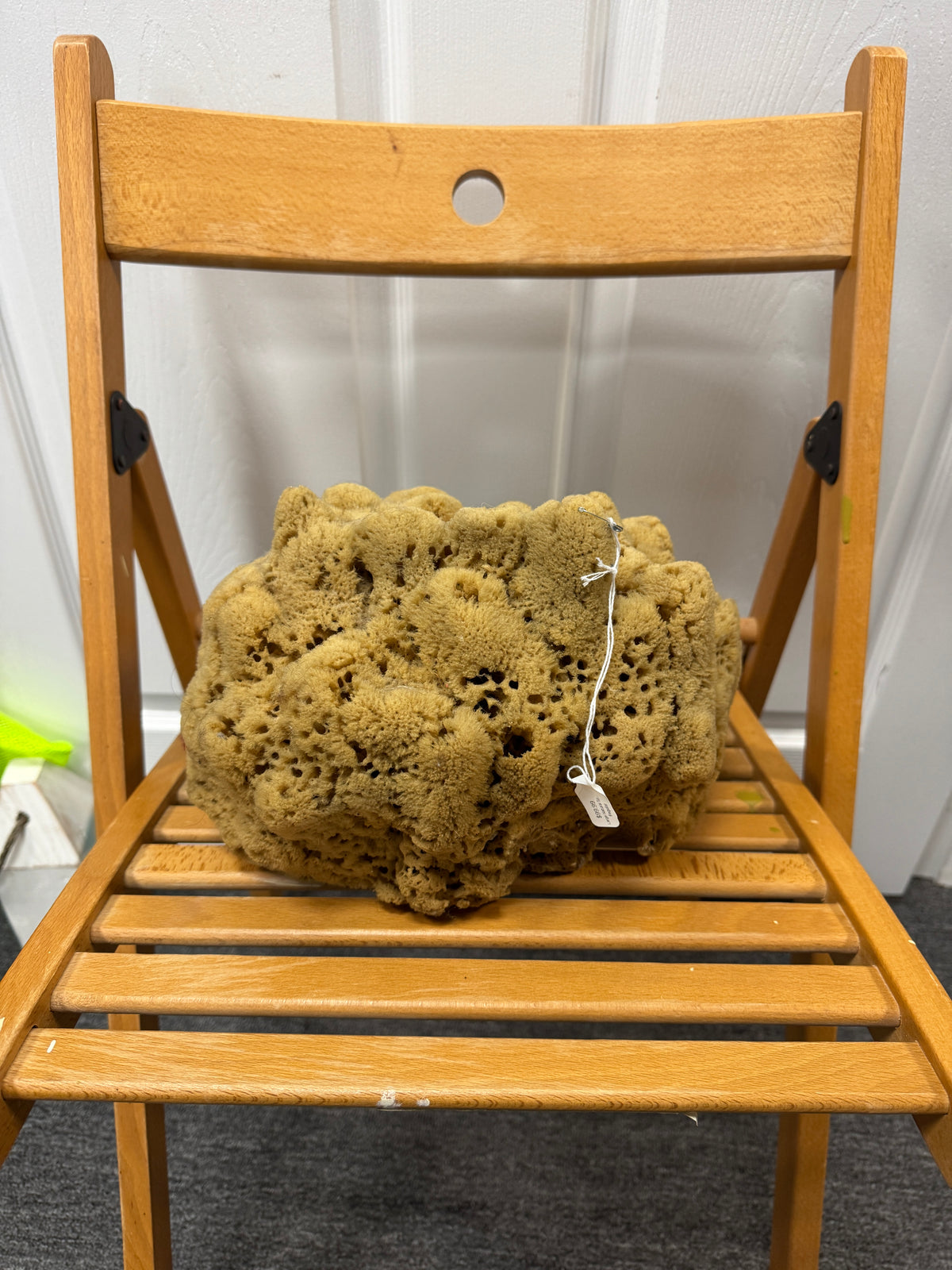 Large Natural Sponge