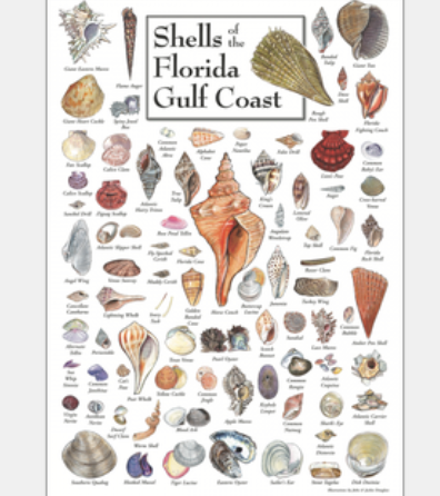 Shells of Florida Gulf Coast Poster