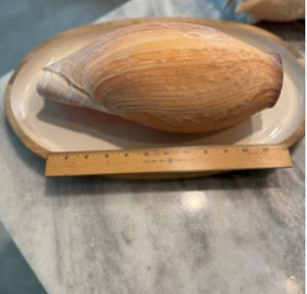 African Neptune volute SR25-036