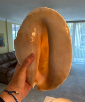 Titanostrombus goliath (Strombus goliath)