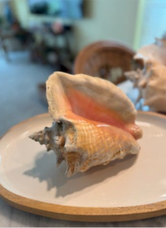 Queen Conch SR25-035