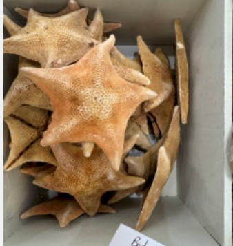 Bat Star Fish