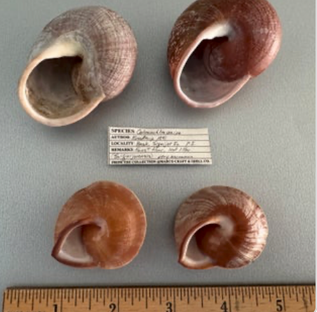 Calocochlea anixa (set of 4)