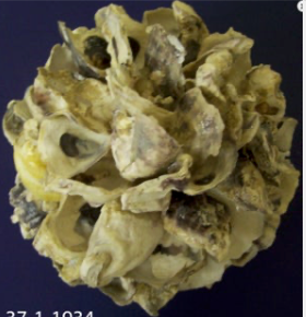 Oyster Shell Ball 7"