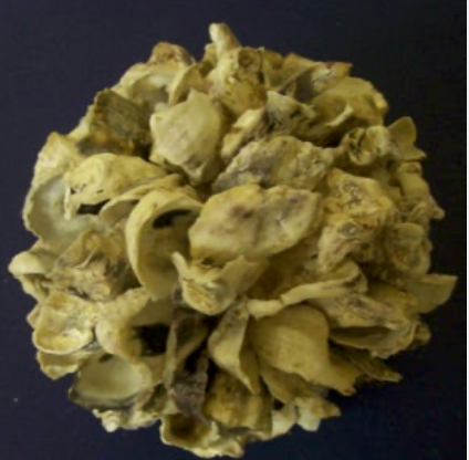Oyster Shell Ball 5"