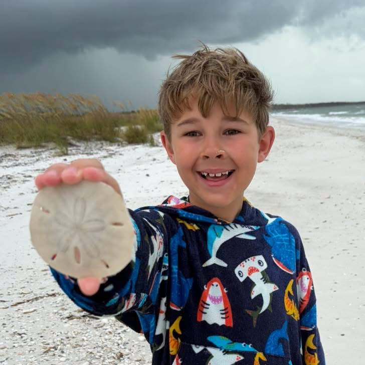 How to Preserve & Harden Sand Dollars Safely