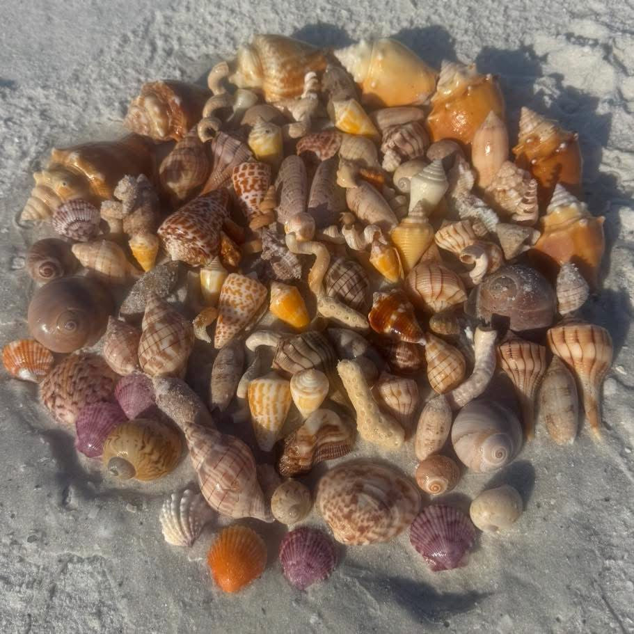 The Beginner’s Guide to Shelling on Marco Island