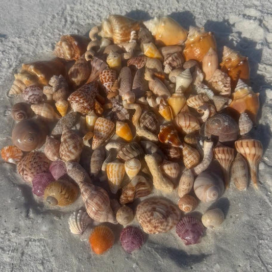 The Beginner’s Guide to Shelling on Marco Island