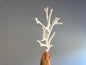 Coral - Elkhorn Display $249.99