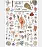Shells of Florida Gulf Coast Poster