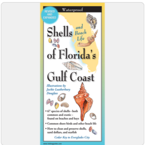 Shells of Florida: Gulf of Mexico