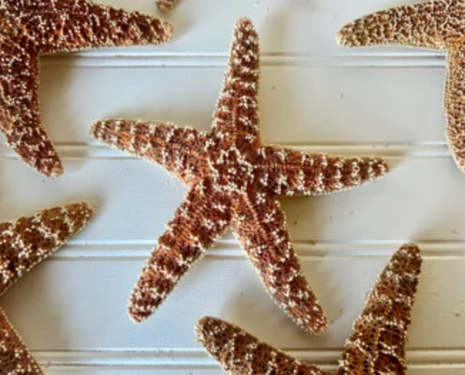 Sugar Sea Stars