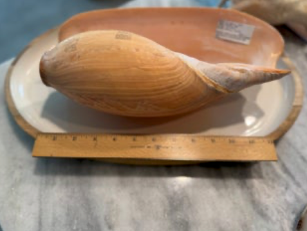 African Neptune volute SR25-036