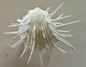 Spondylus - Spiny Oysters L