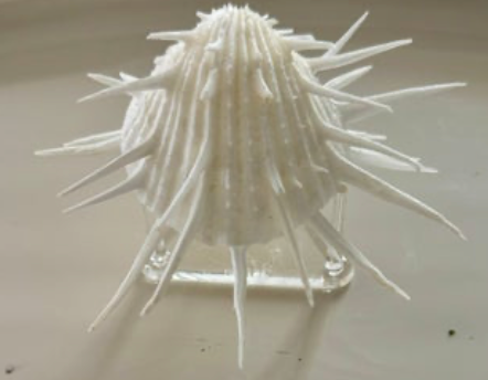 Spondylus - Spiny Oysters M SR25-043