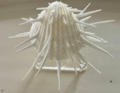 Spondylus - Spiny Oysters M SR25-043