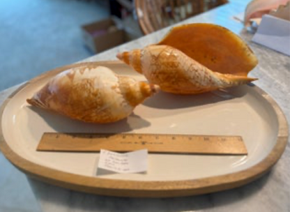 Magnificent Volute