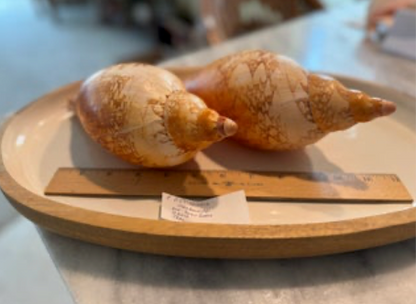 Magnificent Volute