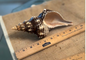 Horse Conch Brown 9" SR25-011