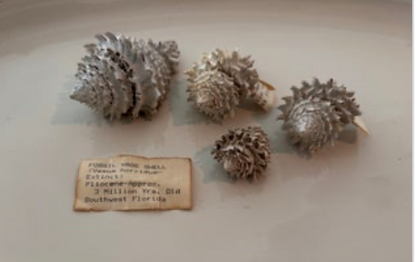 Hystrivasum horridum (Set of 4)