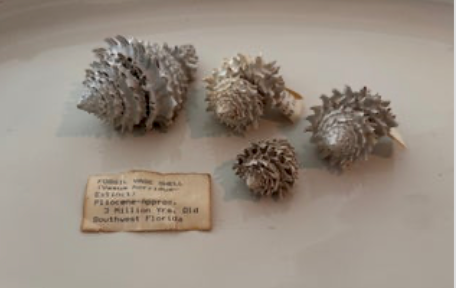 Hystrivasum horridum (Set of 4)