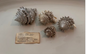 Hystrivasum horridum (Set of 4)