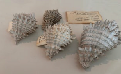Hystrivasum horridum (Set of 4)