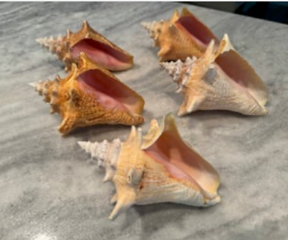 Queen Conch 4.5 " - 5" (SG8)