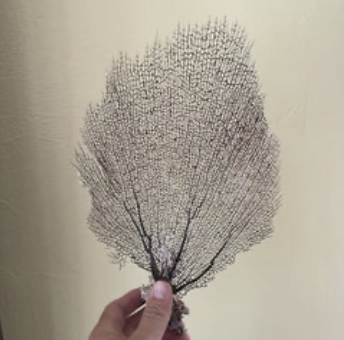 Sea Fan - Black/Purple SF25-005