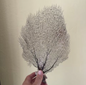 Sea Fan - Black/Purple SF25-005