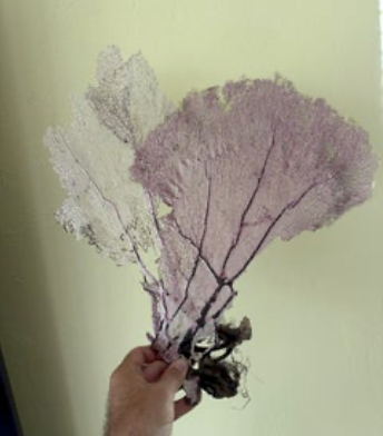 Sea Fan - Dual
