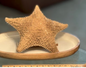 Bahamian Star Specimen 12" (SS25-001)