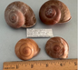 Calocochlea anixa (set of 4)
