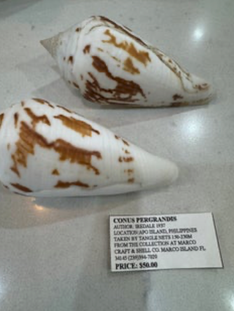 Conus Pergrandis