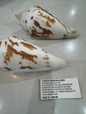 Conus Pergrandis
