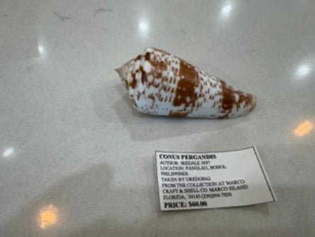 Conus Pergrandis (1)