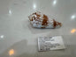 Conus Pergrandis (1)