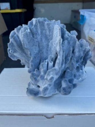 Coral - Blue