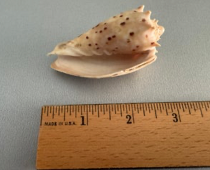 Crown Volute (Cymbiola cymbiola)