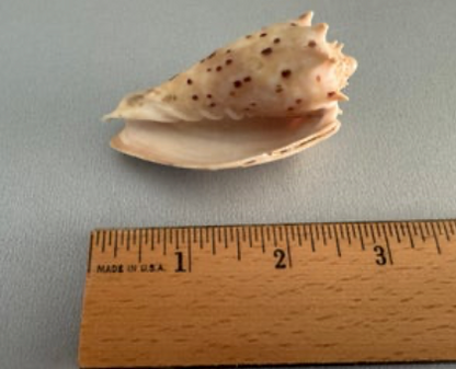 Crown Volute (Cymbiola cymbiola)