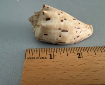 Crown Volute (Cymbiola cymbiola)
