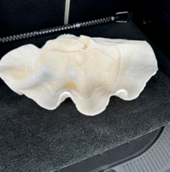 Giant Clam (Tridacna Gigas) 21" x 13"