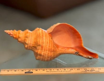 Horse Conch Orange (Lacquered)