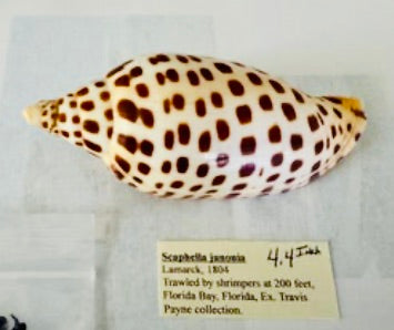 Junonia -4.4"  SG12