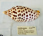 Junonia -4.4"  SG12