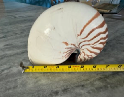 Nautilus 6-7"