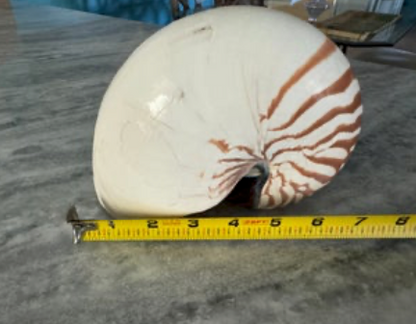 Nautilus 6-7"