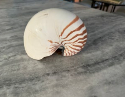 Nautilus 6-7"