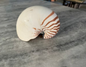Nautilus 6-7"